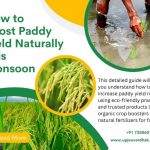 How to Boost Paddy Yield Naturally This Monsoon
