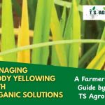 Managing Paddy Yellowing with Organic Solutions
