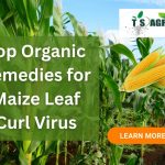 Top Organic Remedies for Maize Leaf Curl Virus