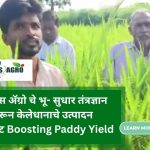 Boost Paddy Yield